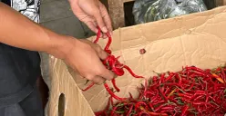 Harga cabai keriting di pasar-pasar tradisional Jakarta mengalami kenaikan. (Sumber: POSKOTA | Foto: M Tegar Jihad)