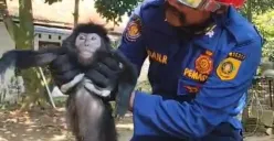 Lutung Jawa ini diselamatkan petugas Damkar usai nyangkut pada kabel listrik di Parungpanjang, Kabupaten Bogor. (Sumber: Damkar Bogor)