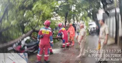 Pohon tumbang menimpa sejumlah kendaraan roda dua di kawasan Meruya Utara, Kembangan, Jakarta Barat, pada Senin, 29 September 2025. (Sumber: Istimewa)