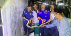 Petugas Damkar Depok berhasil mengevakuasi ular sanca panjang 3 meter. Ular ini berkeliaran di pemukiman padat penduduk yang sempat membuat warga Tapos resah. (Sumber: Damkar Depok)