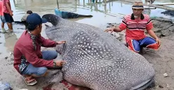 Warga Kampung Muara Mati, Kabupaten Bekasi, menemukan seekor hiu tutul sepanjang sekitar 5 meter dalam kondisi mati pada Selasa, 30 September 2025. (Sumber: Istimewa)