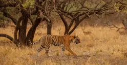 Ilustrasi harimau. (Sumber: Freepik/vladimircech)