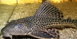 Bahaya ikan sapu-sapu bagi kesehatan dan lingkungan. (Sumber: Pinterest/In Memory of Victory Bubies)