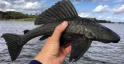 Populasi ikan sapu-sapu terus meningkat di Indonesia. Simak asal usul, jenis yang sering ditemukan, serta dampaknya terhadap lingkungan dan ekosistem sungai. (Sumber: Pinterest/Augustus Maximus)