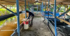 Pembudidaya di Poktan GSG 07 sedang mengecek ikan hasil budidaya, Senin, 20 April 2026. (Sumber: Poskota/Pandi Ramedhan)