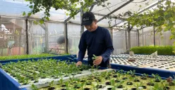 Ketua Poktan GSG 07 Kembangan, Kasmin, saat sedang melihat tanaman hidroponik yang dia kembangkan di kebun, Senin, 20 April 2026. (Sumber: Poskota/Pandi Ramedhan)