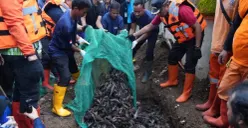 Penanganan Ikan sapu-sapu di Jakarta. (Sumber: Poskota/M. Tegar Jihad)