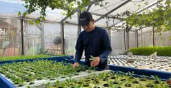 Ketua Poktan GSG 07 Kembangan, Kasmin, saat sedang melihat tanaman hidroponik yang dia kembangkan di kebun, Senin, 20 April 2026. (Sumber: Poskota/ Pandi Ramedhan)