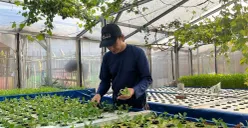 Kelompok tani GSG 07 Kembangan, Jakarta Barat, meinjau tanaman hidroponik di kebunnya, Senin, 20 April 2026. (Sumber: Poskota/Pandi Ramedhan)