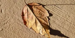 Ilustrasi daun kering di musim kemarau (Sumber: Wilkimedia Commons)