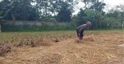 Salah seorang petani di Kampung Babakan Cianjur, Desa Gadobangkong, Kecamatan Ngamprah, Kabupaten Bandung Barat, pasrah padinya digondol maling. (Sumber: Poskota/Gatot Poedji Utomo)