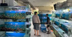 Pedagang ikan hias di TPHP Cengkareng, Jakarta Barat, mengeluhkan kondisi pengunjung yang sepi hingga omzet yang menurun hingga mencapai 70 persen. (Sumber: Poskota/Pandi Ramedhan)