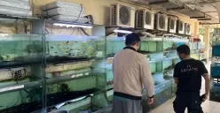 Pedagang ikan hias di TPHP Cengkareng, Jakarta Barat, mengeluhkan kondisi pengunjung yang sepi hingga omset yang menurun hingga mencapai 70 persen. (Sumber: Poskota/Pandi Ramedhan)