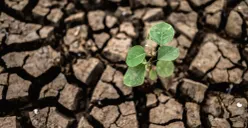 Ilustrasi kekeringan saat musim kemarau. (Sumber: Freepik/@jcomp)