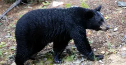 Profesi unik jadi beruang hitam menawarkan gaji hingga 100.000 yuan atau sekitar Rp263 juta per tahun. (Sumber: Wikimedia Commons)