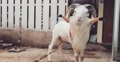 Ilustrasi, domba Garut. (Sumber: Instagram/@domba_tangkas_garutofficial)