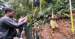 Warga mengabadikan mekarnya Amorphopallus Titanum atau bunga bangkai langka di KRB, dengan ketinggian 1,4 meter dan diameter 56 sentimeter. (Sumber: Poskota/Giffar Rivana)