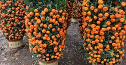 Penampakan pohon jeruk Kimkit dan Chusa yang dijual pedagang di kawasan Meruya Utara, Kembangan, Jakarta Barat, Jumat, 6 Februari 2026. (Sumber: Poskota/Pandi Ramedhan)