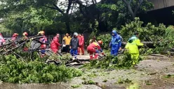Pohon tumbang di Jalan Raya Cakung–Cilincing Raya pada Minggu, 8 Februari 2026. (Sumber: Poskota/M. Tegar Jihad)