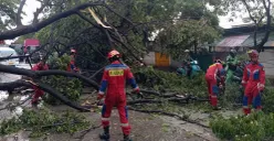 Petugas evakuasi pohon tumbang di Jalan Cakung Cilincing Raya, Semper Timur, Cilincing, Jakarta Utara, Minggu, 8 Februari 2026. (Sumber: Istimewa)
