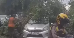 Pohon tumbang di Cilandak Timur, Jakarta Selatan, Kamis, 12 Februari 2026. (Sumber: Istimewa)