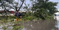 Petugas mengevakuasi pohon tumbang pasca angin kencang di Lingkar Stadion Pakansari. (Sumber: Poskota/Giffar Rivana)
