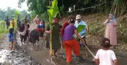 Warga Desa Intenjaya, Kacamata Cimarga, Kabupaten Lebak, menanam pohon pisang hingga padi di jalan rusak. (Sumber: Poskota/Samsul Fatoni)