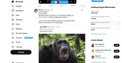 Perseteruan KNetz dan SEAblings viral di media sosial, begini kronologinya (Sumber: X)