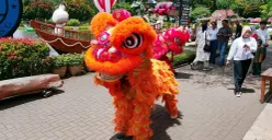 Atraksi barongsai di Floating Market Lembang, Kabupaten Bandung Barat, bertepatan dengan perayaan Imlek, Selasa, 17 Februari 2026. (Sumber: Poskota/Gatot Poedji Utomo)