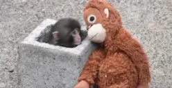 Bayi monyet Punch yang viral di Jepang (Sumber: Instagram/@pembasmii.kehaluan)