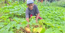 isan Boyeng, petani buah timun suri yang mengalami gagal panen saat Ramadhan. (Sumber: Poskota/Angga Pahlevi)