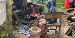 Pengrajin buah kolang kaling di Kampung Cibulung, Desa Tambakbaya, Kecamatan Cibadak, Kabupaten Lebak, saat mengolah buah aren. (Sumber: Poskota/Samsul Fatoni)