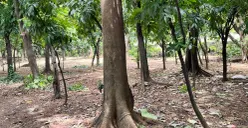 Taman Hutan Kora Cawang, Jakarta Timur, Sabtu, 28 Februari 2026. (Sumber: Poskota/M Tegar Jihad)