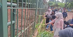Pengunjung memberikan pakan ke hewan di Taman Margasatwa Ragunan, Pasar Minggu, Jakarta Selatan, Jumat, 2 Januari 2026. (Sumber: Poskota/Angga Pahlevi)