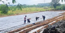 Potret pemuda Tigaraksa, Kabupaten Tangerang yang tergabung dengan Taruna Tani Milenial Al Prakarsa saat menggarap lahan tidur menjadi sektor pertanian. (Sumber: Poskota/Veronica)
