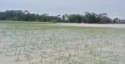 Salah satu sawah petani di Pandeglang gagal panen atau puso usai terendam banjir. (Sumber: Istimewa)