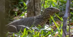 Ilustrasi seekor biawak liar. (Sumber: Freepik/@erik-karits-2093459)