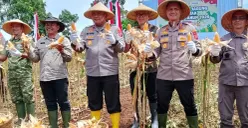 Wakapolda Jawa Barat Brigjen Pol Adi Vivid, (kiri) didampingi Kapolres Cimahi, AKBP Niko Nurulloh Adi Putra, (kanan), memanen jagung di Kecamatan Cikalongwetan, Kabupaten Bandung Barat, Kamis 8 Januari 2026. (Sumber: Poskota/Gatot Poedji Utomo)