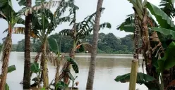 Area sawah di Desa Margasari, Kecamatan Tigaraksa, Kabupaten Tangerang, terendam banjir. (Sumber: Poskota/Veronica Prasetio)
