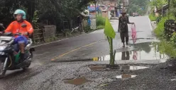 Salah satu pohon pisang yang ditanam warga di sepanjang jalur Pandeglang-Labuan sebagai bentuk protes karena jalan rusak tak kunjung diperbaiki. (Sumber: Poskota/Samsul Fatoni)