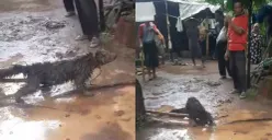 Hewan langka usai ditangkap oleh warga di Desa Cigandeng, Kecamatan Menes, Pandeglang. (Sumber: Dok. Warga)