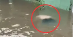 Sesosok jasad ditemukan mengambang di tengah banjir yang merendam kawasan peruamahan di Bekasi Timur, Kota Bekasi. (Sumber: Istimewa)