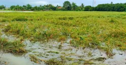 Sawah yang terancam gagal panen di Kecamatan Cisoka, Kabupaten Tangerang. (Sumber: Poskota/Veronica)