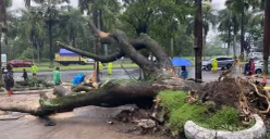 Pohon tumbang di kawasan Kota Baru Parahyangan, Kabupaten Bandung Barat (KBB) pada Jumat, 23 Januari 2026. (Sumber: Poskota/Gatot Poedji Utomo)