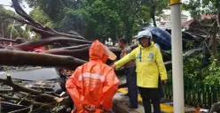 Ilustrasi pohon tumbang di Jakarta. (Sumber: Istimewa)