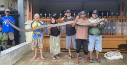 Warga Ciledug Indah 2, Kecamatan Karang Tengah, Kota Tangerang, Banten, mengangkat ular sanca batik sepanjang 4 meter, Jumat, 23 Januari 2026. (Sumber: Poskota/Guruh Nara Persada)