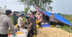 Kelompok Tani panen jagung program ketahanan pangan di Kecamatan Jawilan. (Sumber: Istimewa)