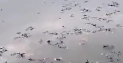 Ikan di Situ Citongtut mendadak mati karena air diduga  tercemar limbah berbahaya. (Sumber: Tangkapan layar video)