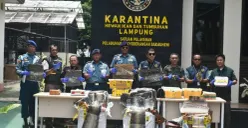 Satgas BKO TNI AL ASDP Bakauheni menggagalkan pengiriman ilegal ratusan lembar kulit satwa dan puluhan ekor kura-kura dilindungi di Sea Port Pelabuhan ASDP Bakauheni, Lampung Selatan. (Sumber: Dok. TNI AL)