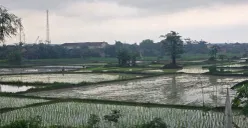 Area persawahan di Kabupaten Tangerang terdampak banjir hingga mengakibatkan gagal panen. (Sumber: Poskota/Veronica Prasetio)